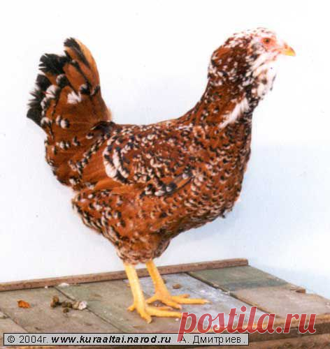 Породистые куры и петухи разных мастей. Красавцы.