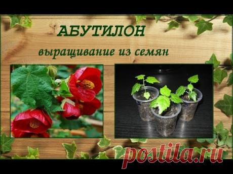 Абутилон - размножение семенами