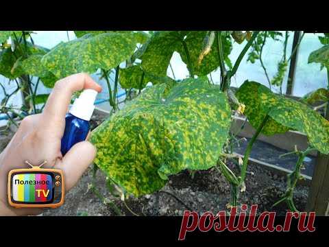 СПАС СВОИ ОГУРЦЫ ЭТИМ ВОЛШЕБНЫМ АПТЕЧНЫМ СРЕДСТВОМ