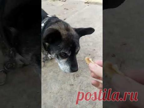 Невероятно! Собака кушает грецкие орехи!