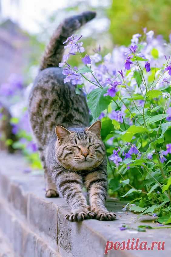 (38) Pinterest