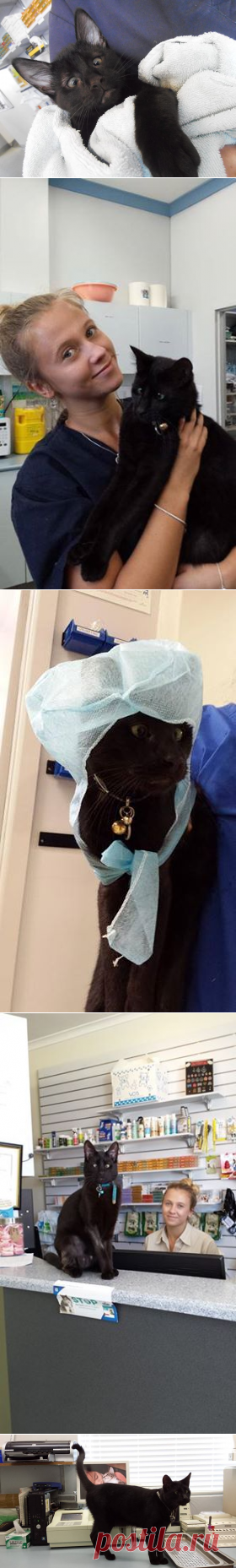 Котенок Альф стал частью персонала в ветеринарной клинике! 

Познакомьтесь с косоглазым котом, который работает в Ryde Veterinary Clinic. Его работа состоит в том, чтобы встречать пациентов клиники и их владельцев.

Альф был спасен клиникой, когда он был еще котенком. Он и два его родных брата были найдены брошенными в коробке, которую оставили на пороге клиники. Медсестры действовали быстро и заботились о котятах. Но выжил только Альф.