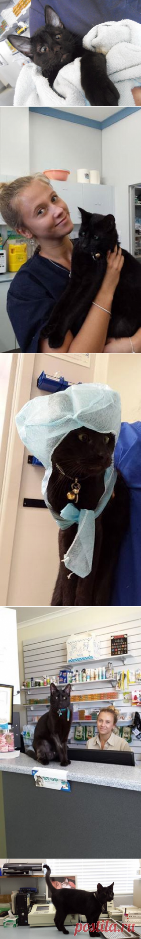 Котенок Альф стал частью персонала в ветеринарной клинике! 

Познакомьтесь с косоглазым котом, который работает в Ryde Veterinary Clinic. Его работа состоит в том, чтобы встречать пациентов клиники и их владельцев.

Альф был спасен клиникой, когда он был еще котенком. Он и два его родных брата были найдены брошенными в коробке, которую оставили на пороге клиники. Медсестры действовали быстро и заботились о котятах. Но выжил только Альф.