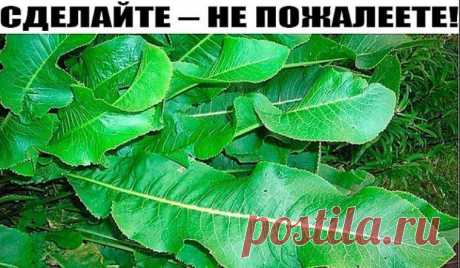 Хрен – единственное растение, способное вытягивать соль через поры кожи.