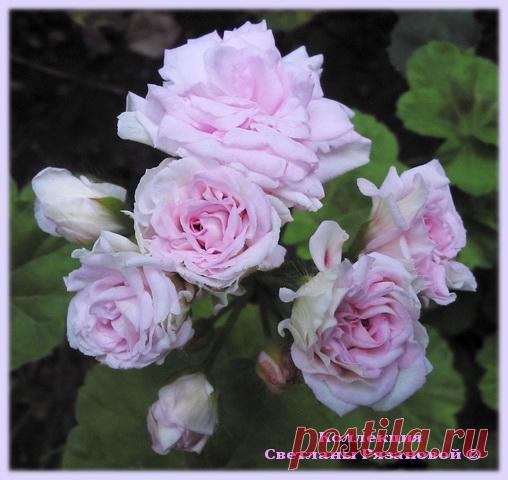 'Millfield Rose' - Форум цветоводов Фрау Флора