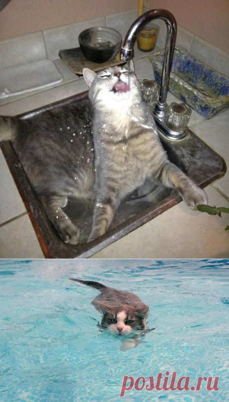 &quot;Сломанные&quot; коты, которые обожают воду
