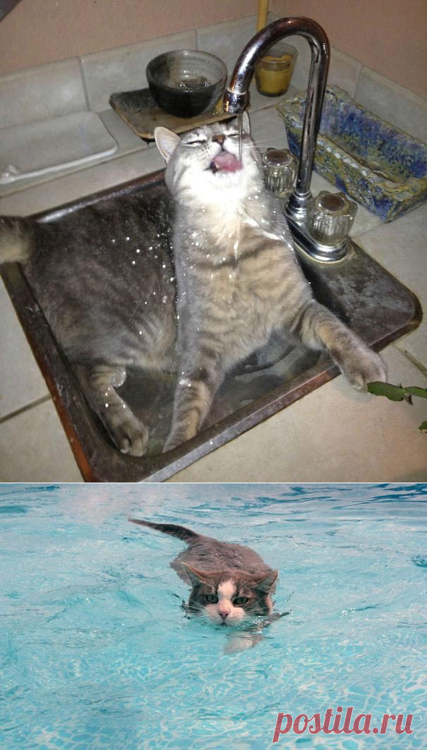 "Сломанные" коты, которые обожают воду
