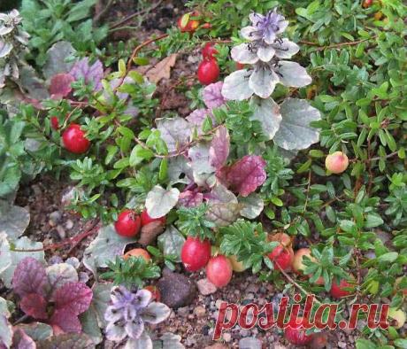 За клюквой ... в сад!