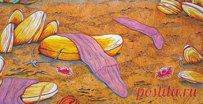 Раскрыта тайна разбросанных по морскому дну «фиолетовых носков» / Новости / Моя Планета