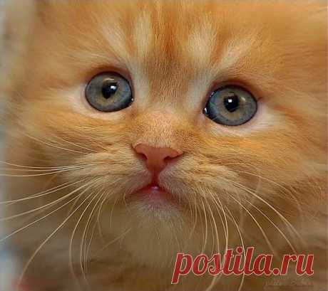 Кто сказал, что я рыжая наглая морда?