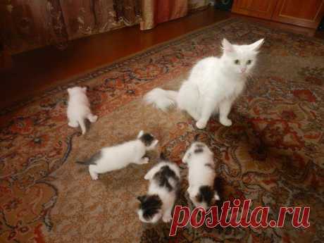 котята в хорошие руки в Улан-удэ