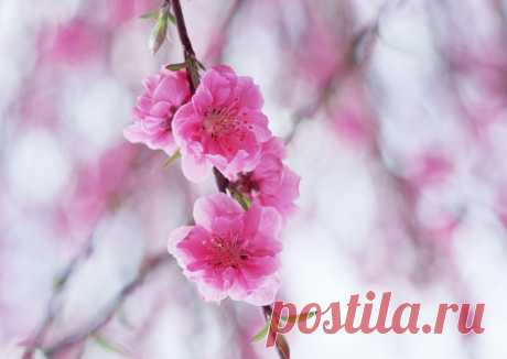 238727_yaponiya_-sakura_-cvety_-vesna_1900x1348_(www.GdeFon.ru).jpg (1900×1348)