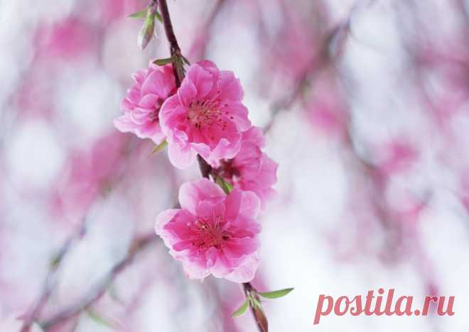 238727_yaponiya_-sakura_-cvety_-vesna_1900x1348_(www.GdeFon.ru).jpg (1900×1348)