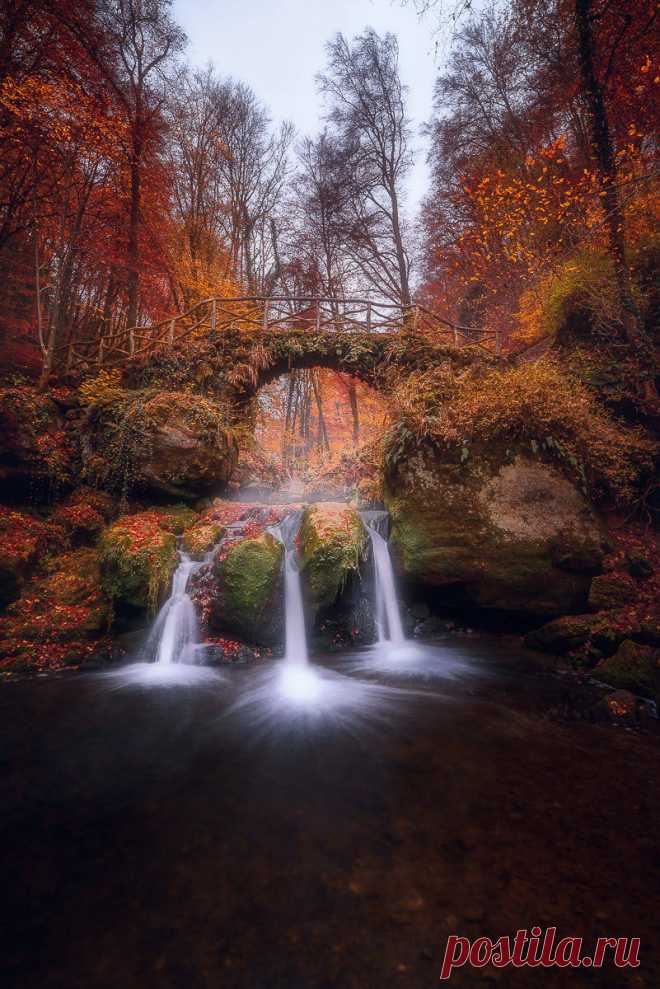 forest dreams