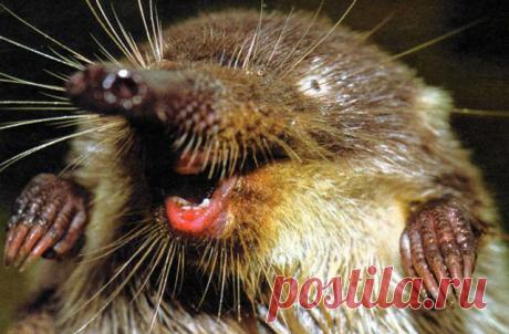 Выхухоль: описание, фото и факты о животном - Моя Планета