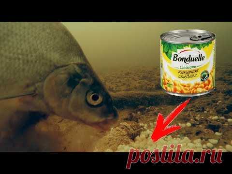 Видеосъемка:лещ и кукуруза Бондюэль.  👍🏻🦈🐟🎥📸😊 Рыбалка на леща, ловля на кукурузу, рыбалка на налима в Сибири.
Выехали на рыбалку на озеро, где ловят рыбу на мормышку.
Ловить будем на мотыля, а также на кукурузу.
Поедем на реку в надежде поймать крупного леща.
Рыбалка на реке в Сибири летом, это не только отдых, но и увлекательное занятие.
В этом видео вы увидите как ловят рыбу в Сибири на поплавочную удочку и на спиннинг.
Все происходит на водохранилище.
Приятного просмотра.
▶️Подписаться на к…