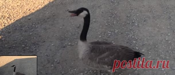 Дикий гусь молил его о помощи. Взгляните, что сделал этот мужчина…