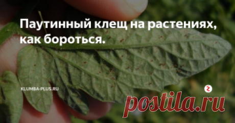 Паутинный клещ на растениях, как бороться. Паутинный клещ – невидимый вредитель, эти насекомые такие мелкие, что их сложно увидеть невооруженным глазом. У растений пораженных паутинным клещом листья покрываются светлыми точками, затем желтеют, на них появляются маленькие паутинки, побеги перестают расти, цвести, плодоносить и выглядят больными.
Если взять лист, пораженный паутинным клещом, только под лупой можно различить мелких светло зел