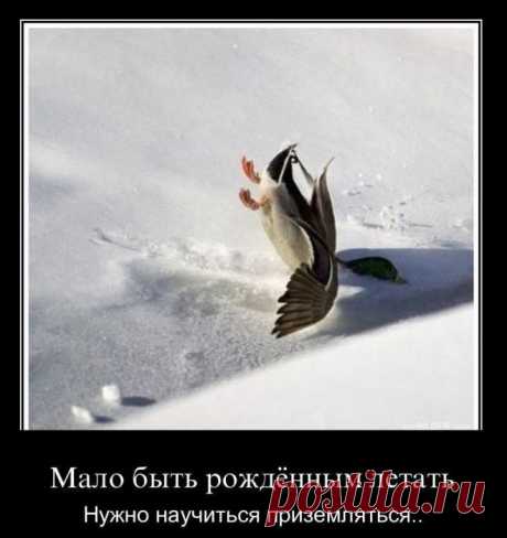 Смешные картинки с надписями - Демотиваторы (39 шт.)