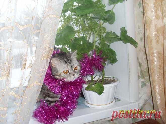 Ну, и чо? Какой такой Новый год?..