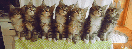– Google+
