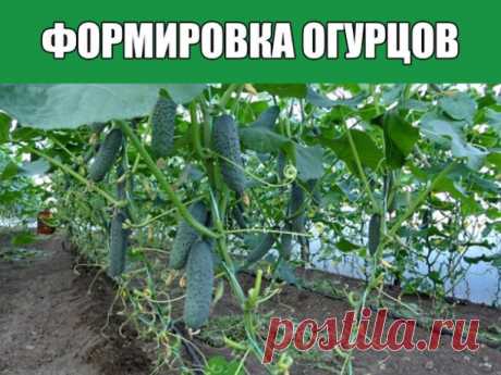 Формировка огурцов

1. На первом этапе на нижней части растения в пазухах 3-5 листьев производится «ослепление». Удаляются все завязи и побеги, которые образуются в пазухах этих листьев. Это нужно для того чтобы растение направило все силы для формирования корневой системы, которая смогла бы в дальнейшем «прокормить» все растение.

2. На следующем этапе в пазухах следующих 3-5 листьев оставляем завязи, боковые побеги удаляем. 

3. Дальше происходит все то же самое, но кром...