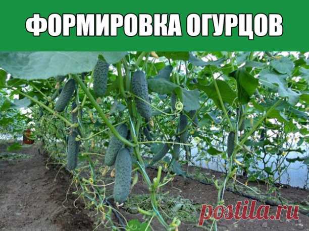 Формировка огурцов

1. На первом этапе на нижней части растения в пазухах 3-5 листьев производится «ослепление». Удаляются все завязи и побеги, которые образуются в пазухах этих листьев. Это нужно для того чтобы растение направило все силы для формирования корневой системы, которая смогла бы в дальнейшем «прокормить» все растение.

2. На следующем этапе в пазухах следующих 3-5 листьев оставляем завязи, боковые побеги удаляем. 

3. Дальше происходит все то же самое, но кром...