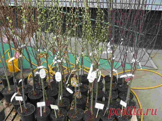 Покупаю саженцы осенью и храню до весны без потерь и болезней: мои эффективные способы
Сегодня хочу поделиться советами как обращаться с саженцами, чтобы сохранить их до...
Читай пост далее на сайте. Жми ⏫ссылку выше