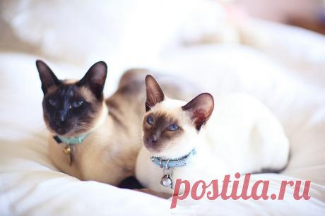 Картинки красивые с кошками (35 фото) 🔥 Прикольные картинки и юмор