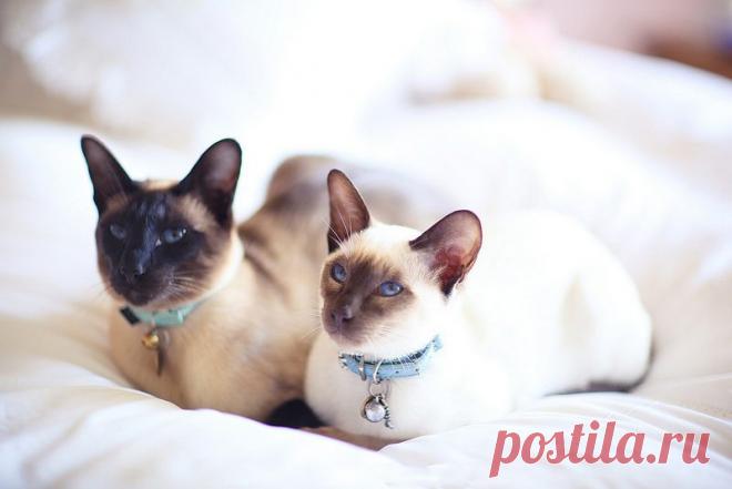 Картинки красивые с кошками (35 фото) 🔥 Прикольные картинки и юмор