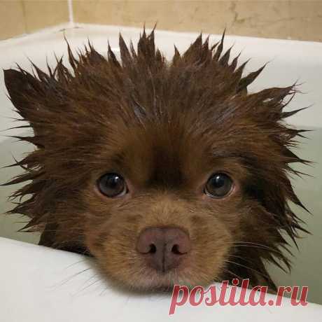 Bertram The Pomeranian в Instagram: «No sense in struggling it just makes it worse 😩#bathtimeBert #pabt #pomsagainstbathtime #chocolatepomeranian» 58.5 тыс. отметок «Нравится», 1,119 комментариев — Bertram The Pomeranian (@bertiebertthepom) в Instagram: «No sense in struggling it just makes it worse 😩#bathtimeBert #pabt #pomsagainstbathtime…»