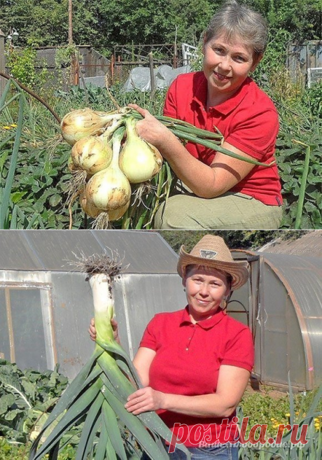 Луковое царство