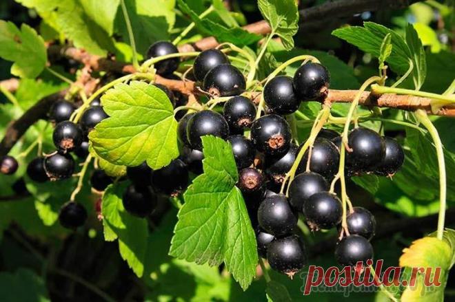 3 эффективных способа размножения смородины