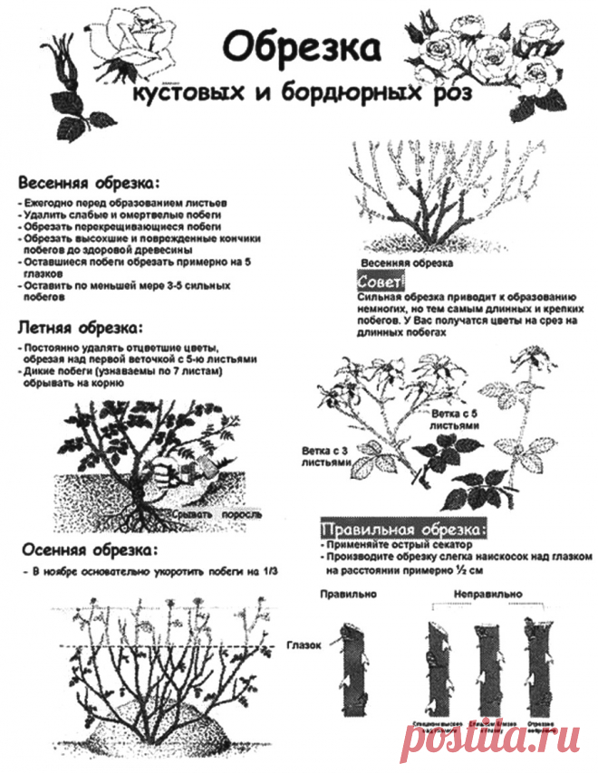 Обрезка кустовых и бордюрных роз