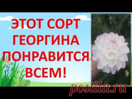 ОБЗОР ГЕОРГИНА СОРТА ЭВЕЛИН
