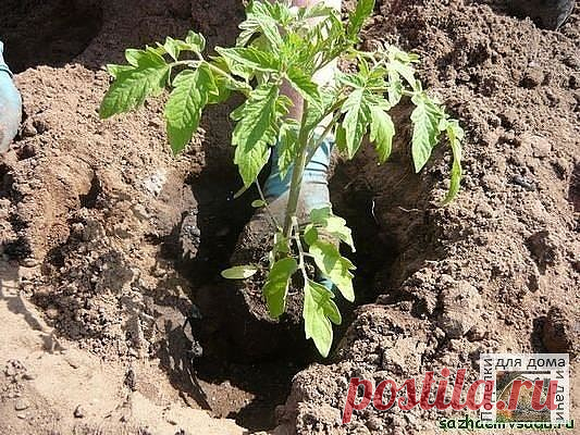 #ОвощеводствоОгородничество

Советы по выращиванию рассады
Чтобы ваша рассада была крепкой и удалась на славу, прислушайтесь к этим советам от бывалых огородников.
1. Пересадка дополнительная

Не нужно сразу пикировать сеянцы в большую емкость. Лучшим способом будет высевание семян в горшки или кассеты с объемом 100 мл.

Когда придет время, и рассаде станет тесно, перенесите ее вместе с грунтом в большие горшки. Так, замедляется развитие ростков, а рассада при этом окрепне...