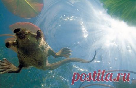 Выхухоль. Заповедник «Брянский Лес».
Фото: (с) Игорь Шпиленок