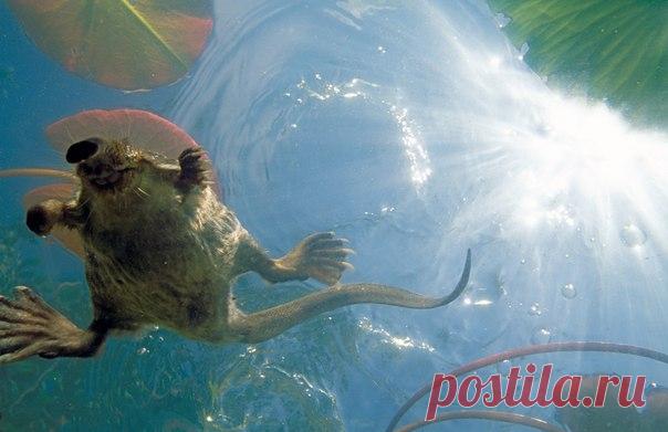 Выхухоль. Заповедник «Брянский Лес». 

Фото: (с) Игорь Шпиленок