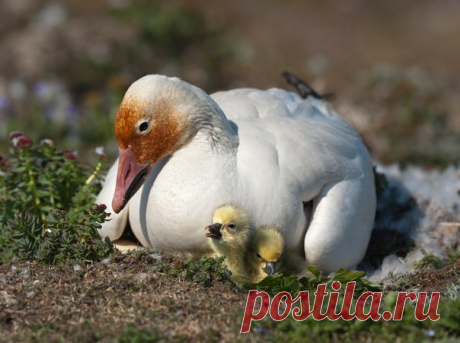 «Гусиная Мадонна». Снимок сделан в единственной в Евразии большой колонии белых гусей на острове Врангеля, где на площади в 30 квадратных км гнездятся более 200 000 гусей. Автор фото – Василий Баранюк: nat-geo.ru/photo/user/338481/