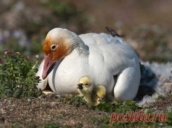 «Гусиная Мадонна». Снимок сделан в единственной в Евразии большой колонии белых гусей на острове Врангеля, где на площади в 30 квадратных км гнездятся более 200 000 гусей. Автор фото – Василий Баранюк: nat-geo.ru/photo/user/338481/