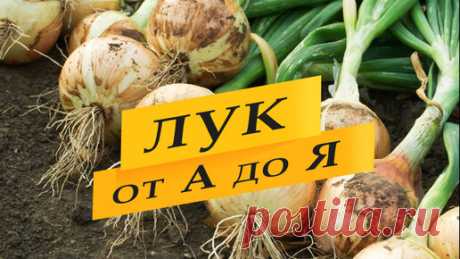 Лук из семян. Выращивание лука на репку из семян в одном сезоне, от посева семян до уборки урожая. Весь процесс в одном видео. Когда сеять семена…