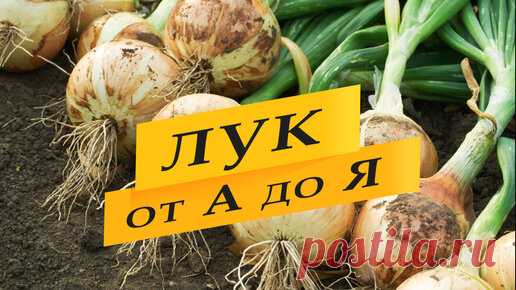 Лук из семян. Выращивание лука на репку из семян в одном сезоне, от посева семян до уборки урожая. Весь процесс в одном видео. Когда сеять семена…