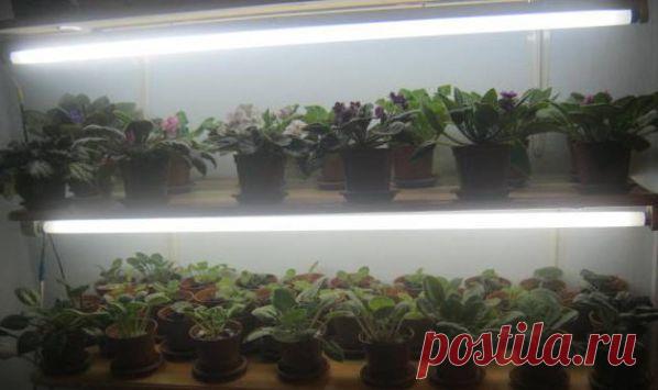 Полочки для фиалок — Талгар - городской портал