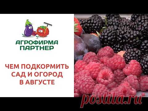ЧЕМ ПОДКОРМИТЬ САД И ОГОРОД В АВГУСТЕ