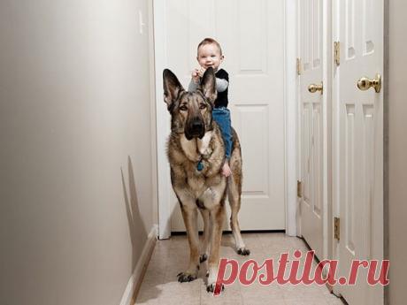 Дети и их четвероногие няньки |