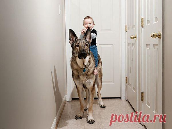 Дети и их четвероногие няньки |