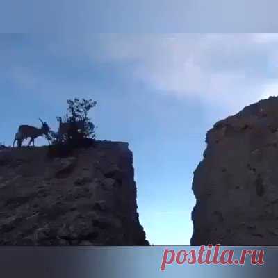 Горные козлы на прогулке