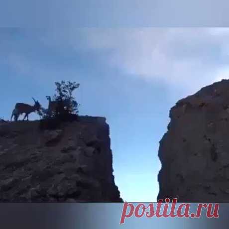 Горные козлы на прогулке