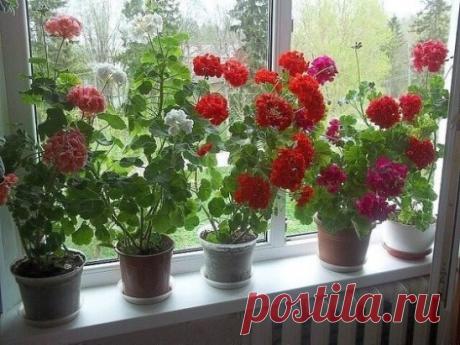 5 БАБУШКИНЫХ СОВЕТОВ ДЛЯ ЦВЕТОВ
Совет 1.
Зимой и осенью цветы нужно поливать утром. Летом и весной – вечером.
Совет 2.
Опрыскивать цветы нужно рано утром или вечером. В опрыскиватель заливают горячую воду, при распылении она остывает.
Совет 3.
Секрет яркой и сочной окраски листьев – в опрыскивании с добавлением камфарного спирта. Приблизительно 2-4 капли на 1 литр воды.
Совет 4.
Подкормка комнатных растений. Сколько существует всяческих удобрений и советов по их применению! Бабушка делал