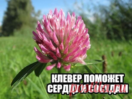 КЛЕВЕР ПОМОЖЕТ СЕРДЦУ И СОСУДАМ
Литровую бутылку наполните цветками клевера, залейте водкой, настаивайте в темном месте 2...
Читай пост далее на сайте. Жми ⏫ссылку выше